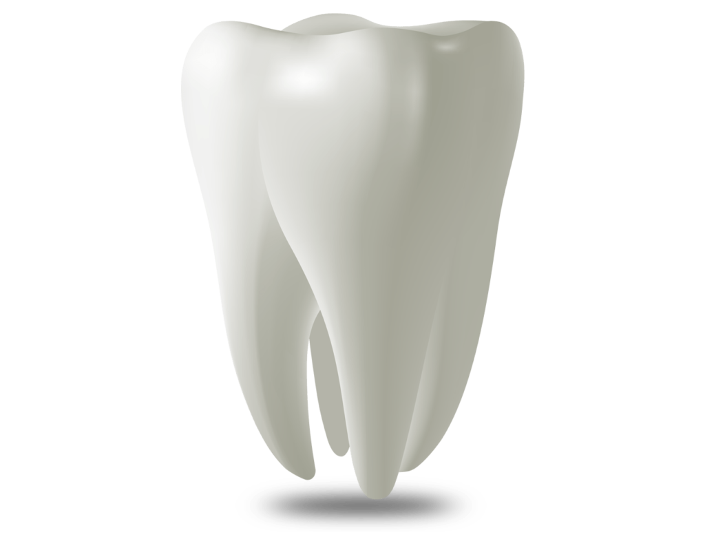 tooth model St. Johns, MI